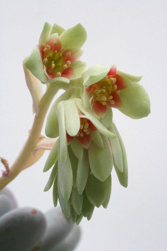 pachyphytum oviferum 6128