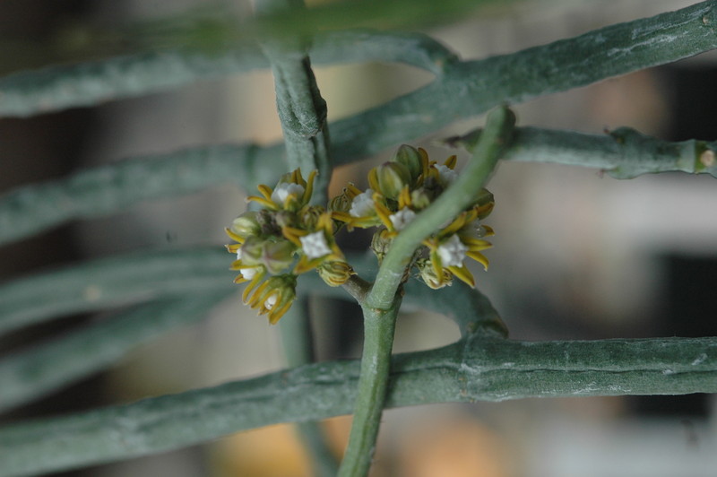 cynanchium perrieri 1057