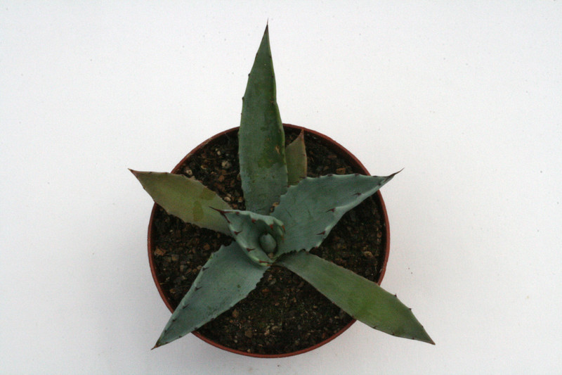 agave durangensis sombrerete 0172