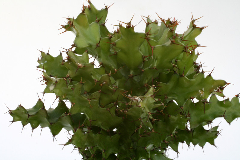 euphorbia wakefieldii 4658