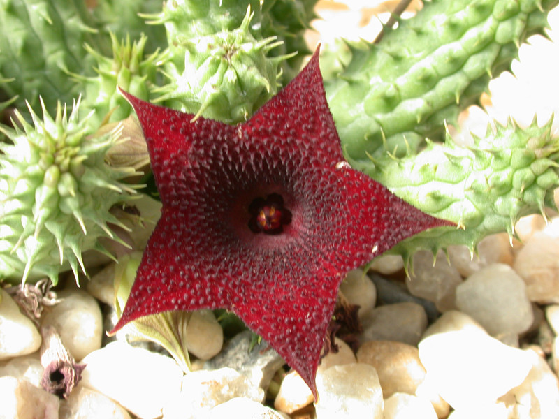 huernia angolensis specks 02