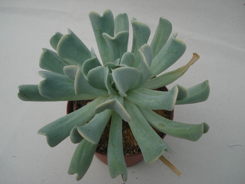 echeveria runyonii 8334