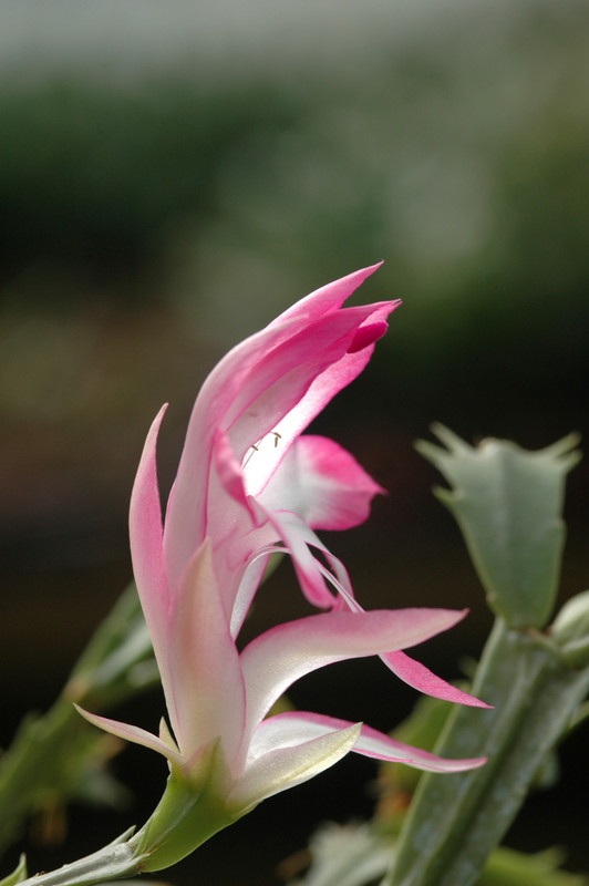 schlumbergera hatherton charm 225