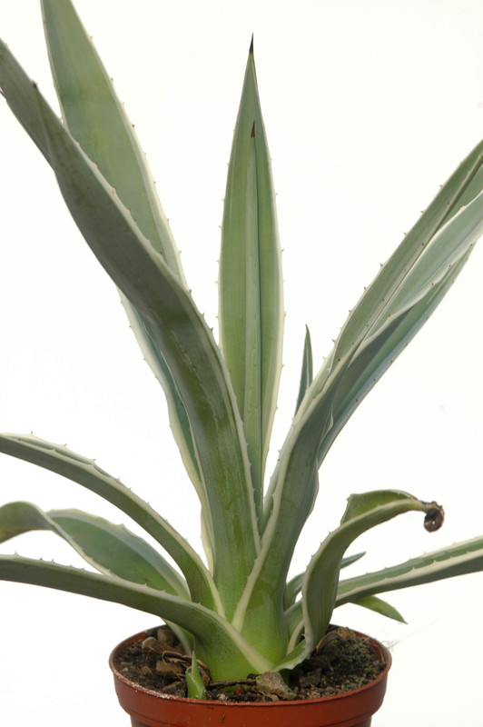 agave angustifolia marginata 8591
