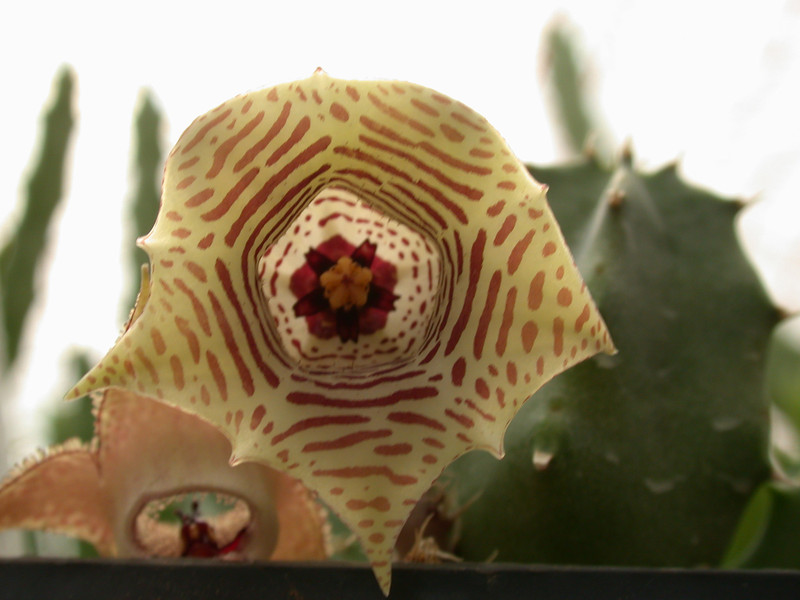 huernia thuretii d1449 04