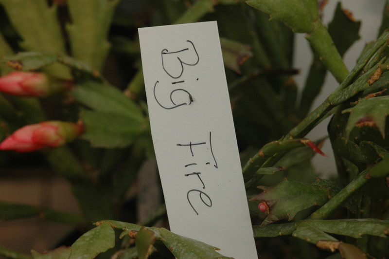 schlumbergera big fire 04