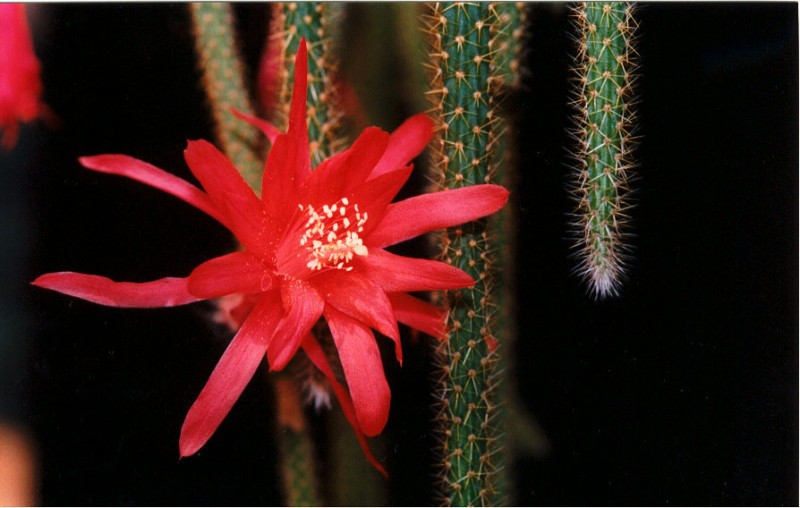 aporocactus heideroeschen 01