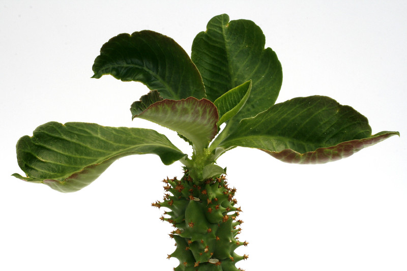 monadenium spectabile 0614