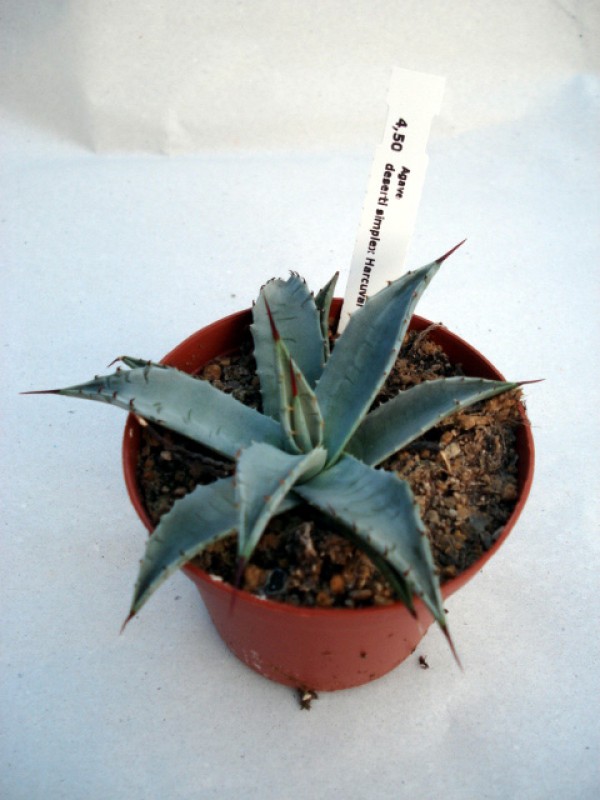 agave desertii simplex harcuvar 4859
