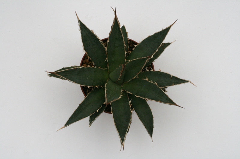 agave difformis 8806