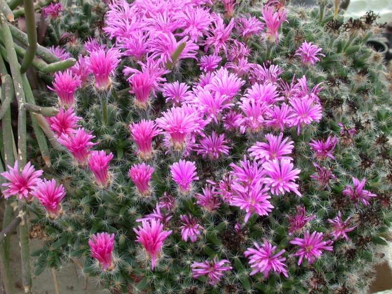 trichodiadema densum2