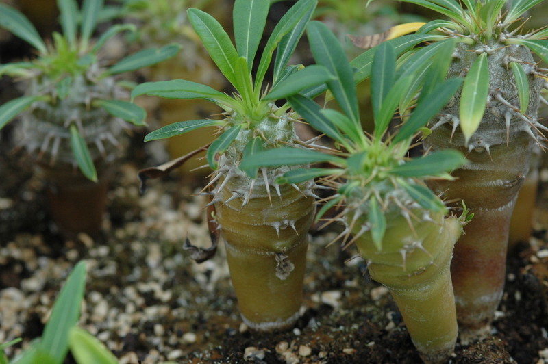 pachypodium lameri 192