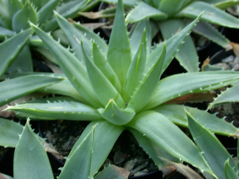 aloe polyphylla es3206 2