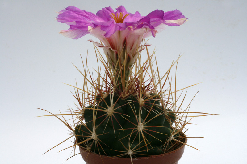 thelocactus bicolor tricolor 9853