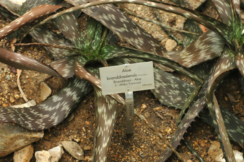 aloe branddraaiensis 02