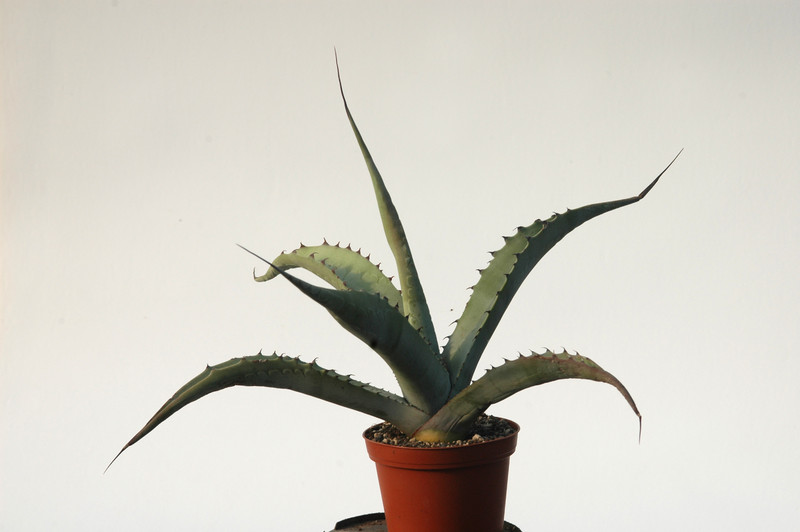 agave scabra hundida coahuila 8419