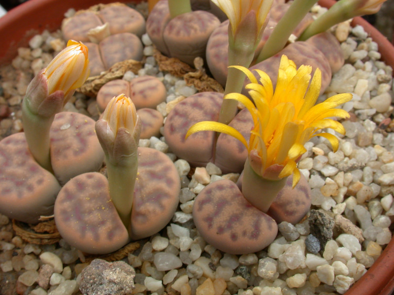 lithops dinteri multipunctata c181 02