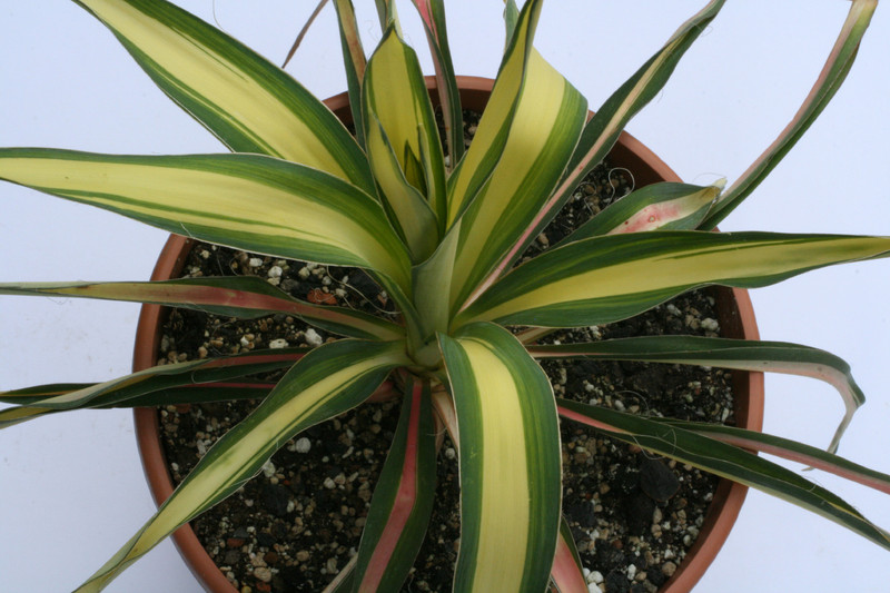 yucca filamentosa colour guard 9389
