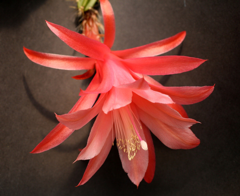 aporocactus tempel fire 0003