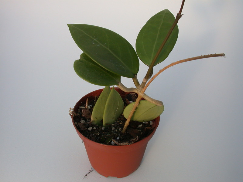 hoya acuta nova 1391