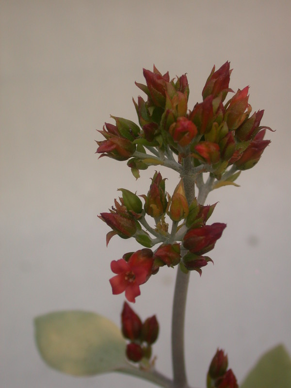 kalanchoe hildebrandtii 35
