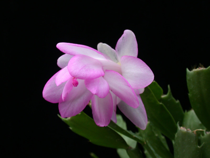 schlumbergera lady linda 15