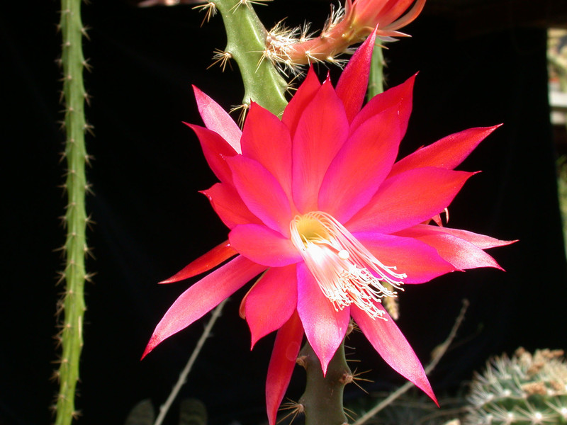 aporocactus luzifer paetz 01