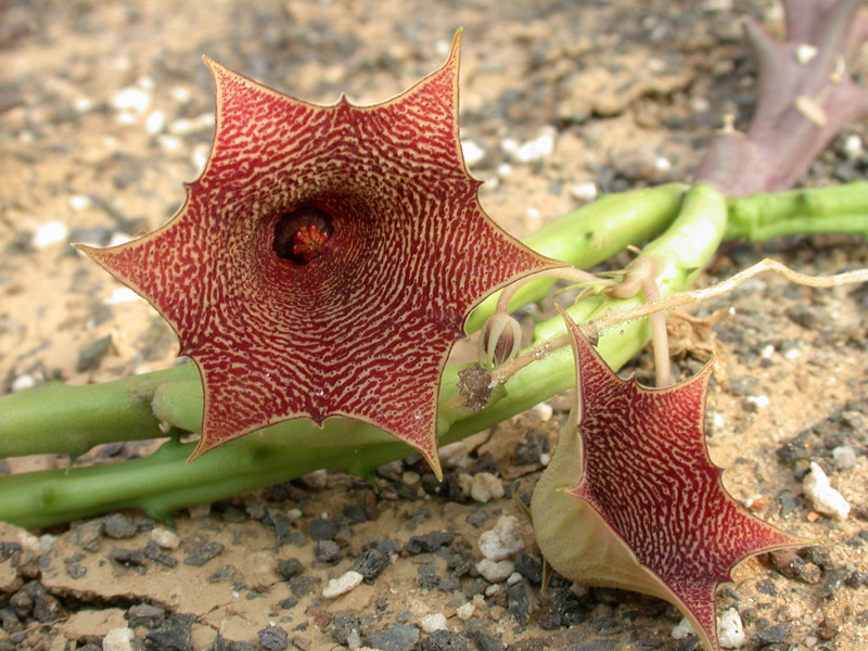 huernia leachii x keniensis 01