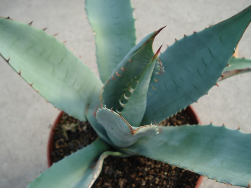 agave sebastiana 4889
