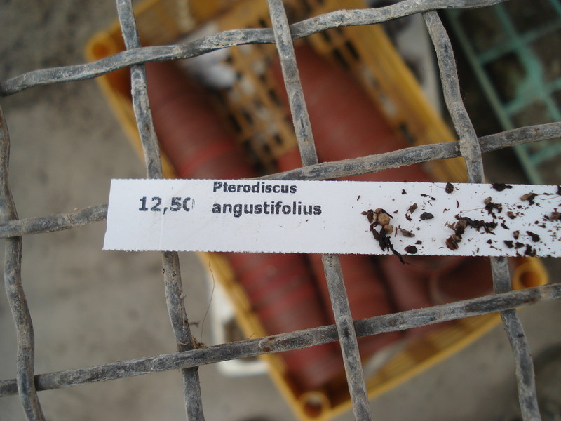 pterodiscus angustifolius 6233