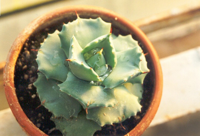 agave shoij raijn
