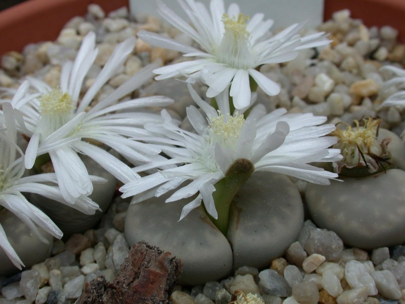 lithops julii pallid1