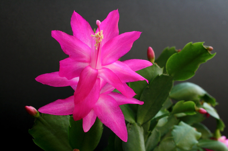 schlumbergera madonga 5831