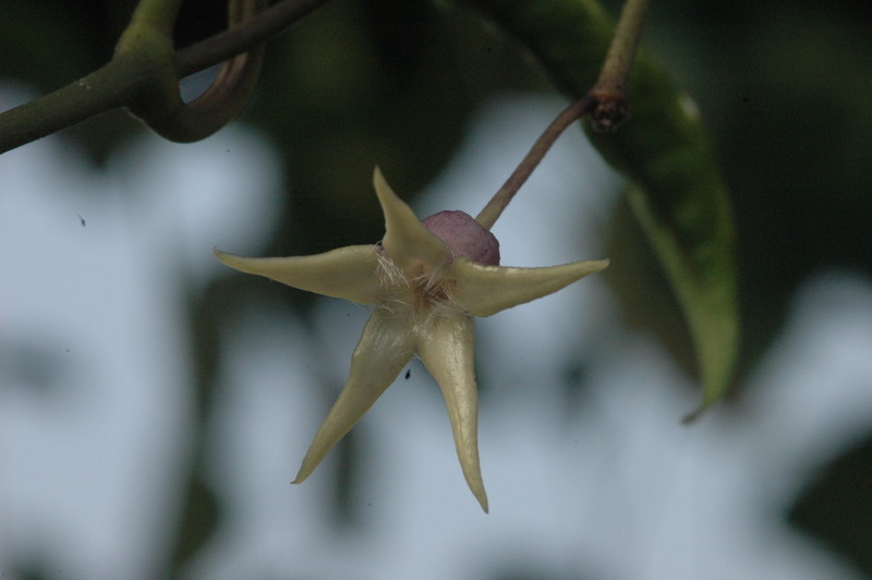 hoya telesmoides 9116