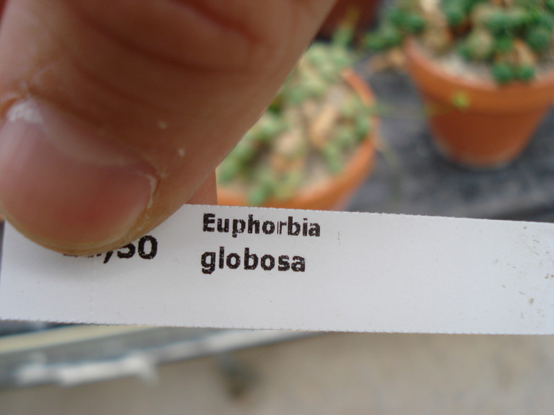 euphorbia globosa 1130