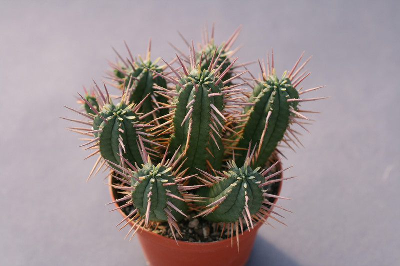 euphorbia ferox 0397