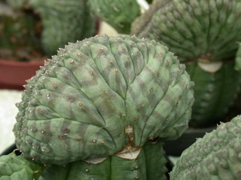 euphorbia obesa 10