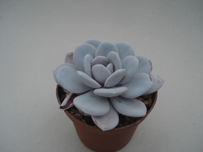 echeveria laui 8406