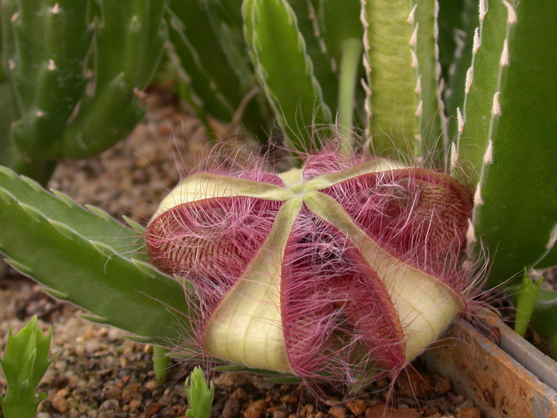 stapelia gettliffei 02