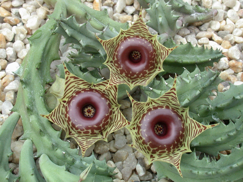 huernia zebrina02