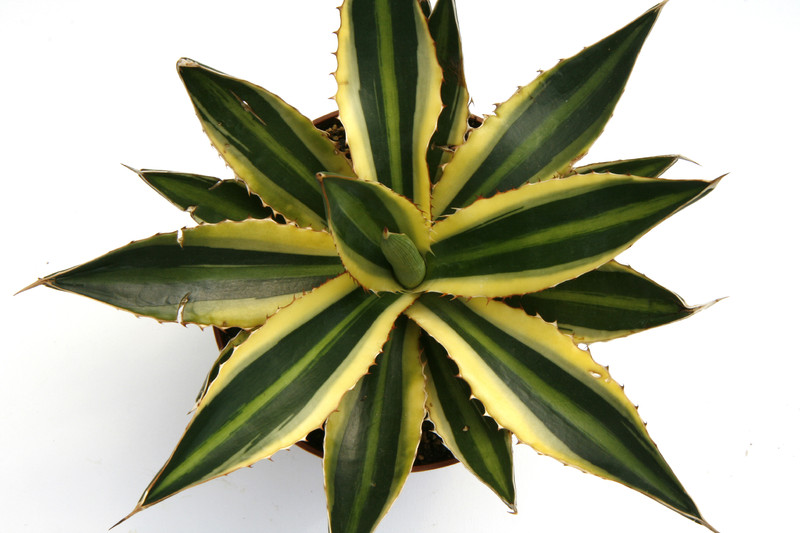 agave lophantha variegata 0001