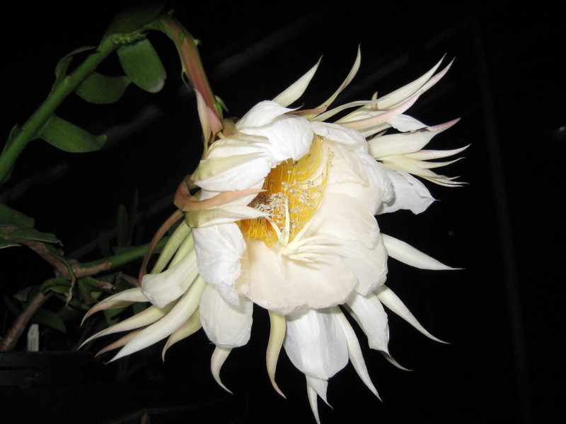 epiphyllum chrysocardium 512