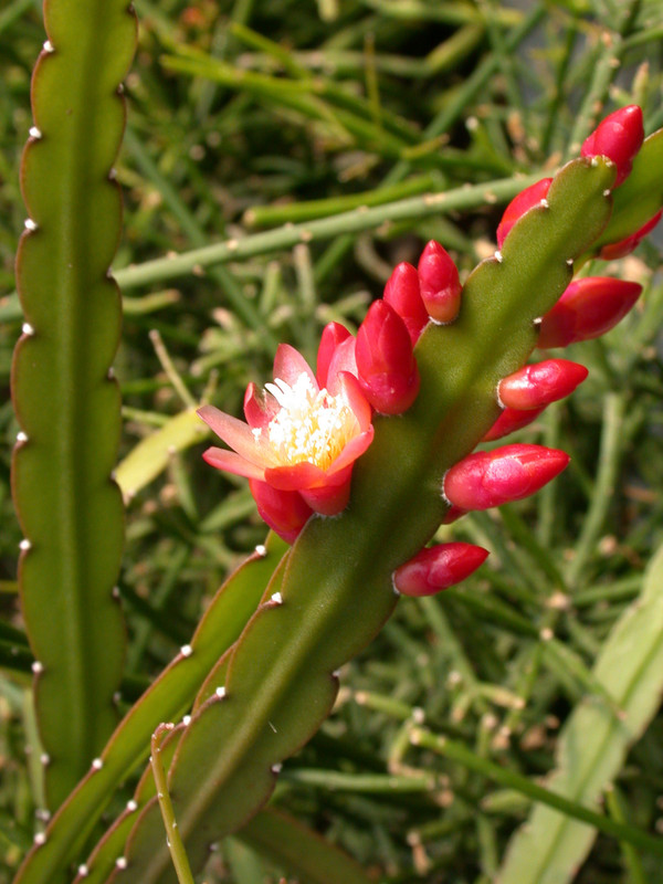 rhipsalis boliviana isi95-7 4 2