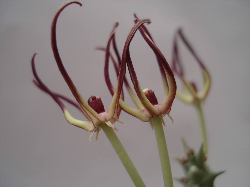 orbea luntii tmom14 7341