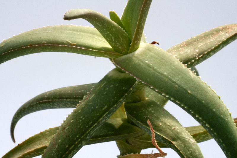 aloe dhufarensis groß 8116