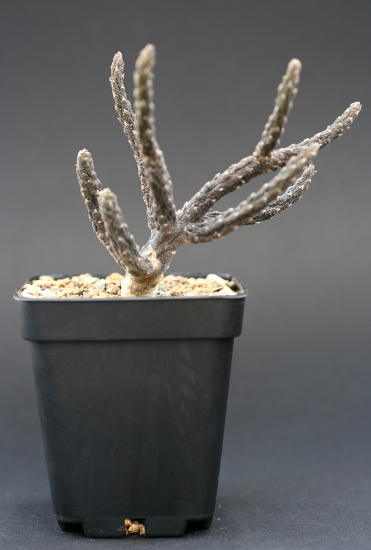 rhytidocaulon subscaudens 1385