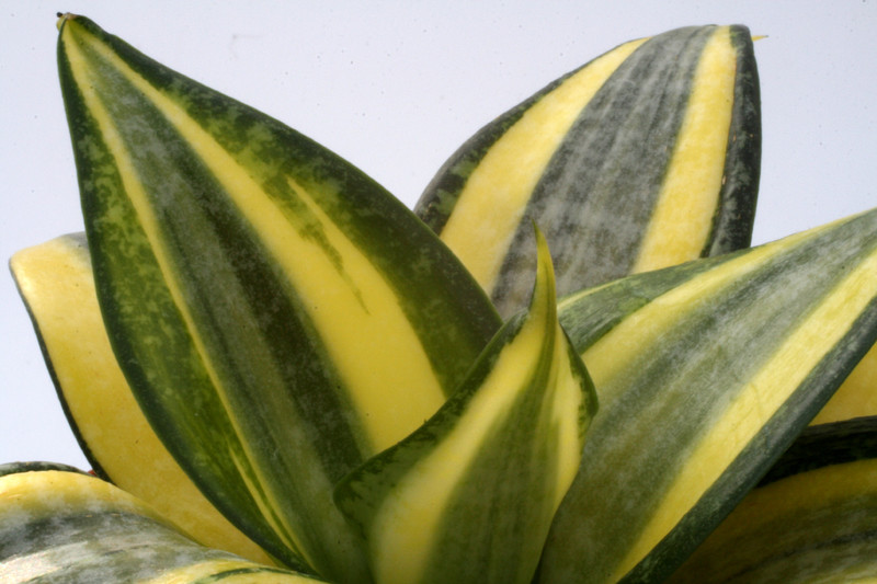 sanseveria hahnii 3495