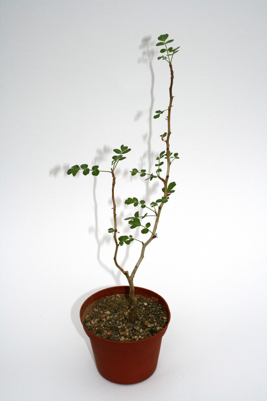 pachycormus discolor 4008