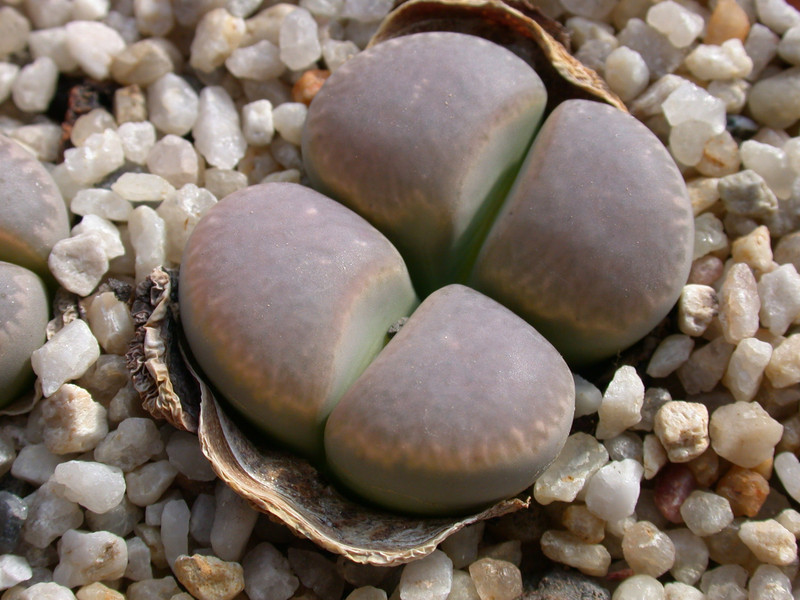 lithops marmorate elisae 03