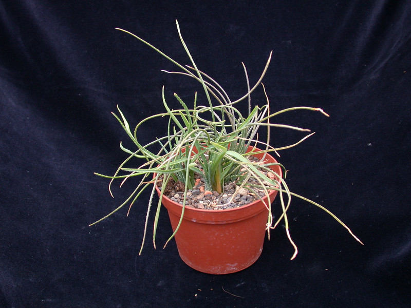 aloe bowiea chamaealoe africana 01